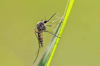 A mosquito perched on a blade of grass. Mosquito control services are an important part of controlling mosquito-borne illnesses like Eastern Equine Encephalitis (EEE.)