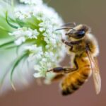 Honeybee sitting on a white flower