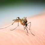 Mosquito biting an arm