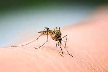 Mosquito biting an arm