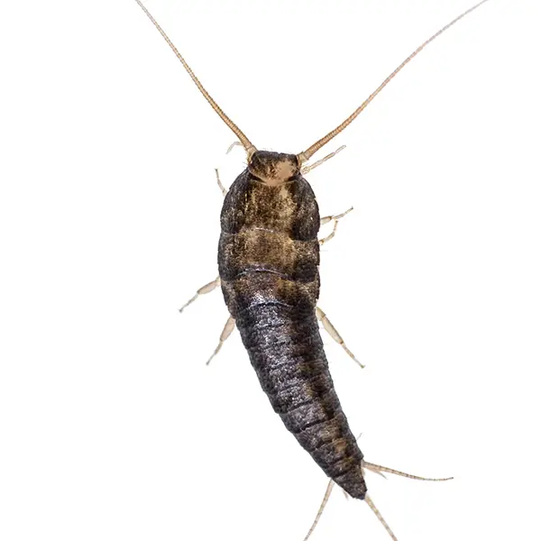 Silverfish on a white background - Keep pests away from your home with Eastern Pest Services in North Jersey