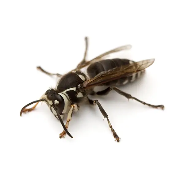 Bald Faced Hornet on a white background - Keep pests away from your home with Eastern Pest Services in North Jersey