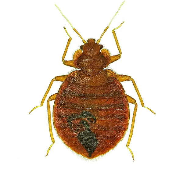 Bed Bug on a white background - Keep pests away from your home with Eastern Pest Services in North Jersey