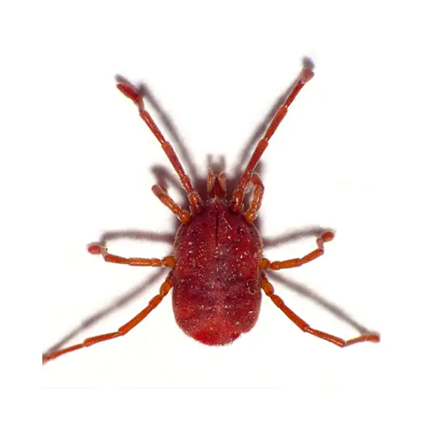 Bird Mite on a white background - Keep pests away from your home with Eastern Pest Services in North Jersey