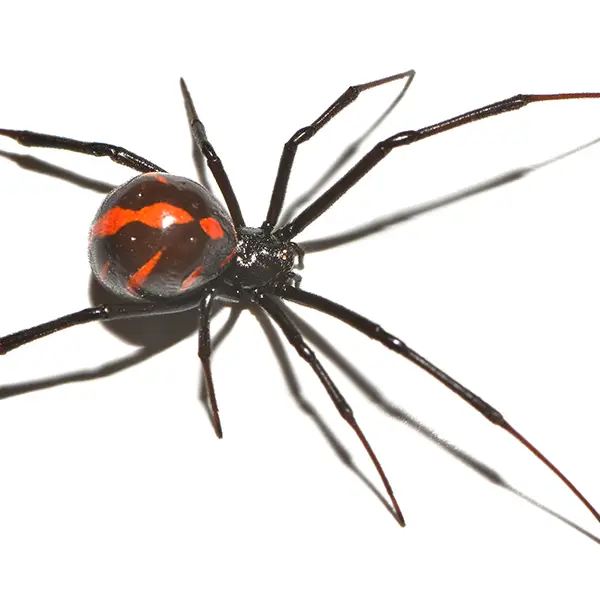 Black Widow on a white background - Keep pests away from your home with Eastern Pest Services in North Jersey