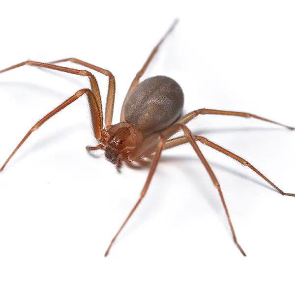 Brown Recluse on a white background - Keep pests away from your home with Eastern Pest Services in North Jersey