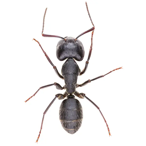Carpenter Ant on a white background - Keep pests away from your home with Eastern Pest Services in North Jersey
