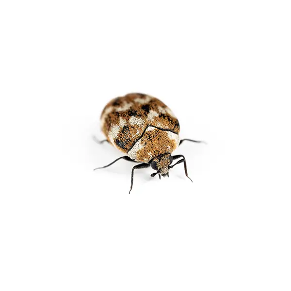 Carpet Beetle on a white background - Keep pests away from your home with Eastern Pest Services in North Jersey