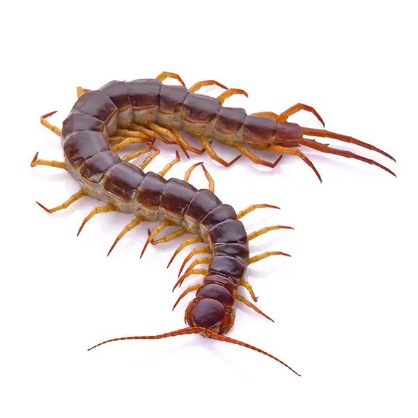 Centipede on a white background - Keep pests away from your home with Eastern Pest Services in North Jersey