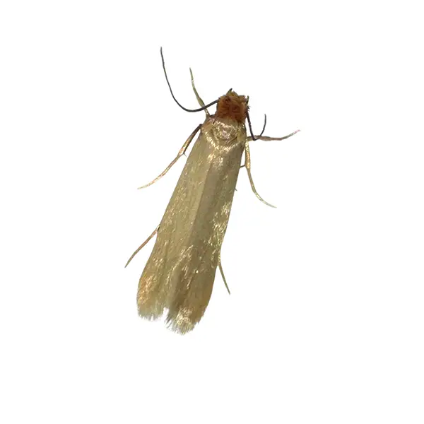 Clothes Moth on a white background - Keep pests away from your home with Eastern Pest Services in North Jersey