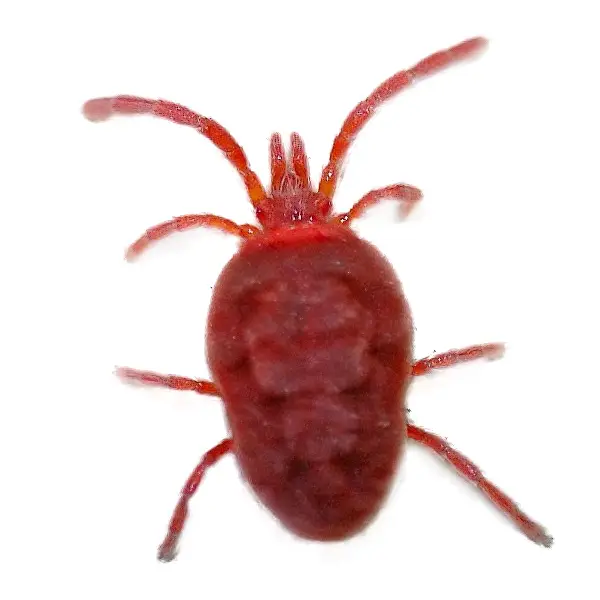 Clover Mite on a white background - Keep pests away from your home with Eastern Pest Services in North Jersey