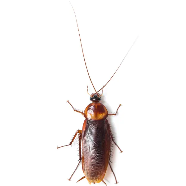 Cockroach on a white background - Keep pests away from your home with Eastern Pest Services in North Jersey