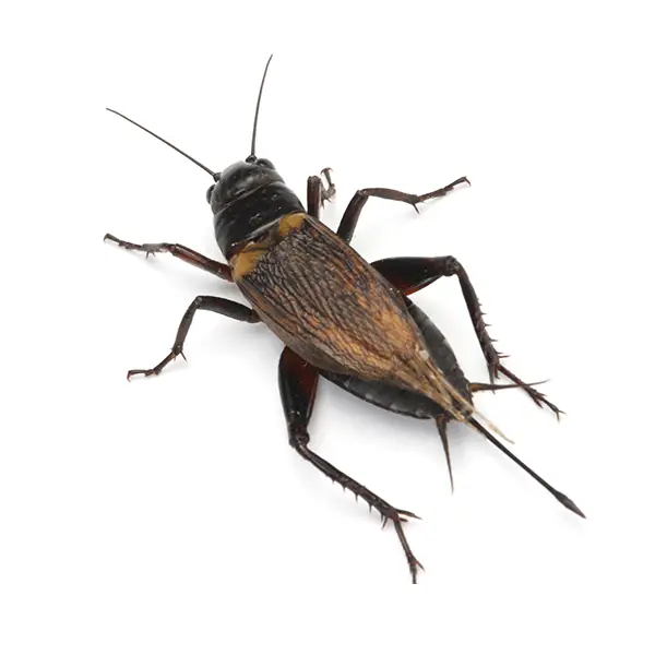Cricket on a white background - Keep pests away from your home with Eastern Pest Services in North Jersey