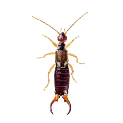 Earwig