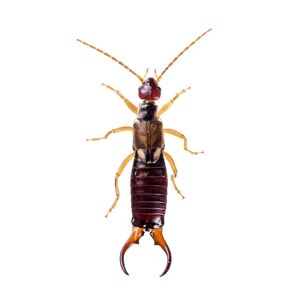 Earwig on a white background - Keep pests away from your home with Eastern Pest Services in North Jersey