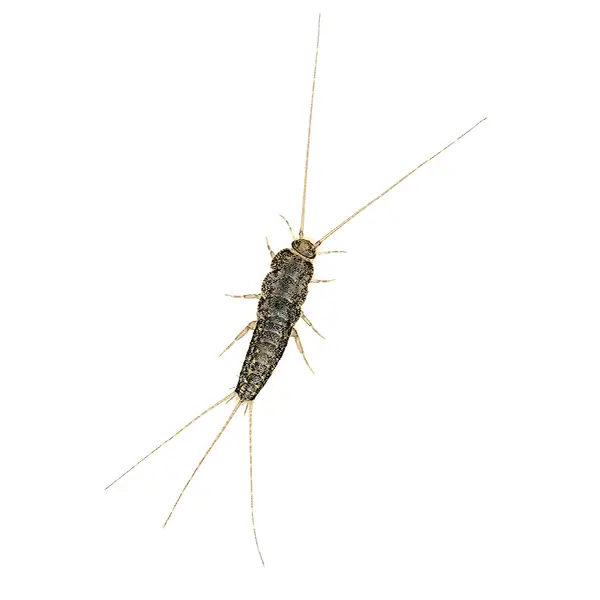 Silverfish on a white background - Keep pests away from your home with Eastern Pest Services in North Jersey