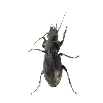 Ground Beetle