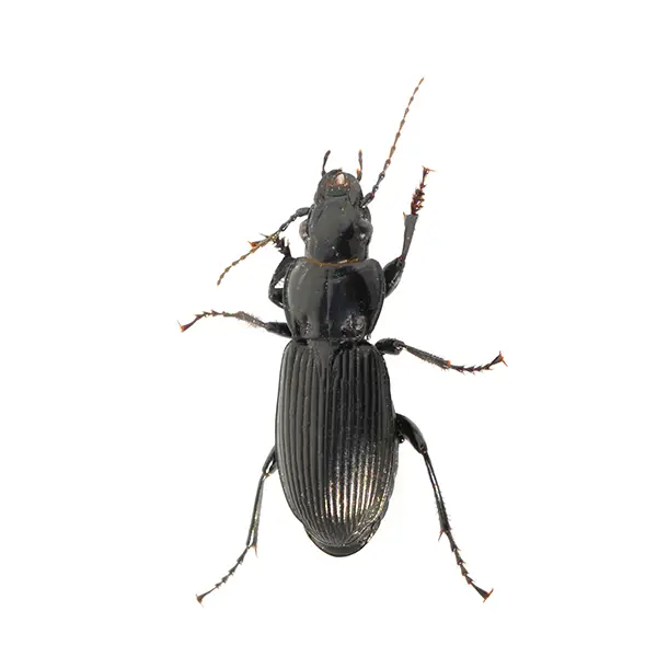 Ground Beetle on a white background - Keep pests away from your home with Eastern Pest Services in North Jersey
