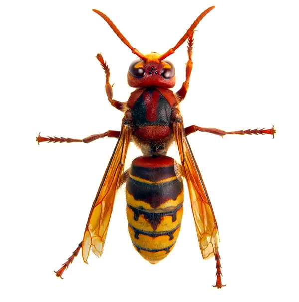 Hornet on a white background - Keep pests away from your home with Eastern Pest Services in North Jersey
