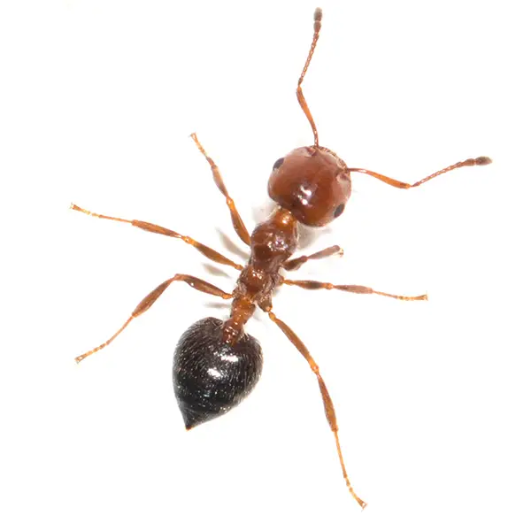 House ant on a white background - Keep pests away from your home with Eastern Pest Services in North Jersey