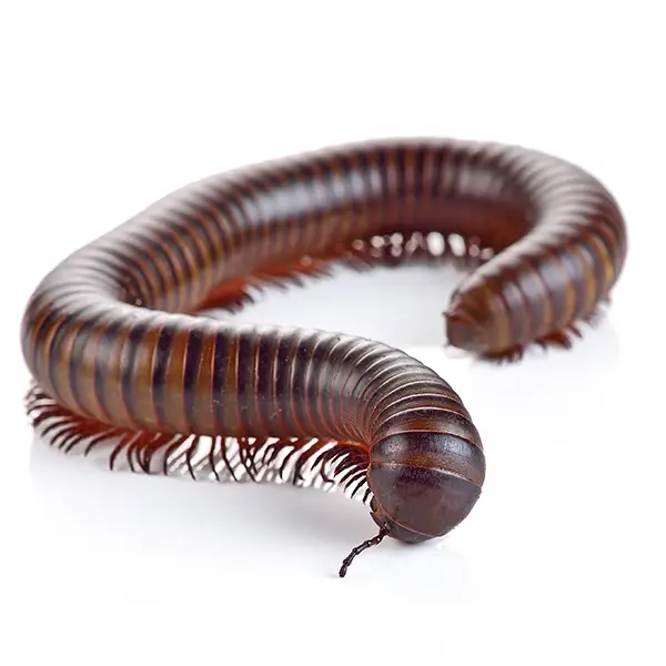 Millipede on a white background - Keep pests away from your home with Eastern Pest Services in North Jersey