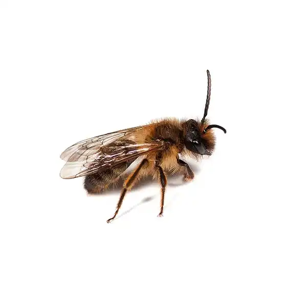 Mining Bee on a white background - Keep pests away from your home with Eastern Pest Services in North Jersey
