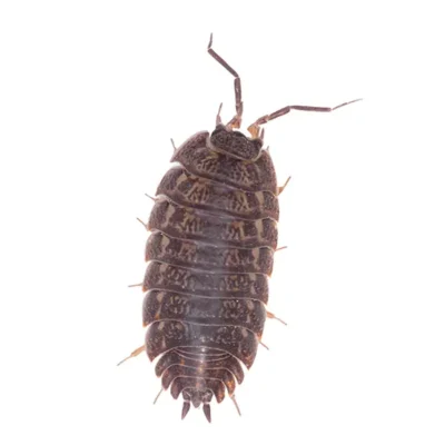 Pill Bug