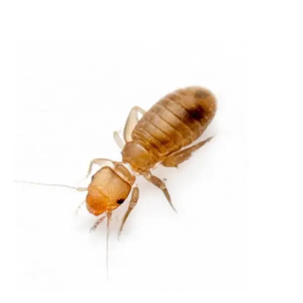 Psocids on a white background - Keep pests away from your home with Eastern Pest Services in North Jersey