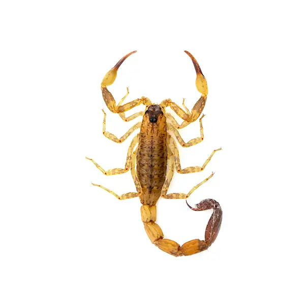 Scorpion on a white background - Keep pests away from your home with Eastern Pest Services in North Jersey