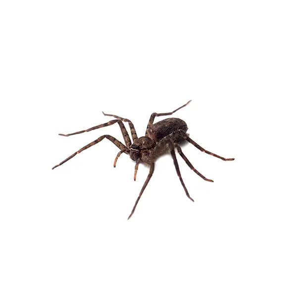 House Spider on a white background - Keep pests away from your home with Eastern Pest Services in North Jersey