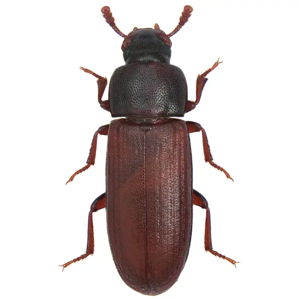 Rice Beetle on a white background - Keep pests away from your home with Eastern Pest Services in North Jersey