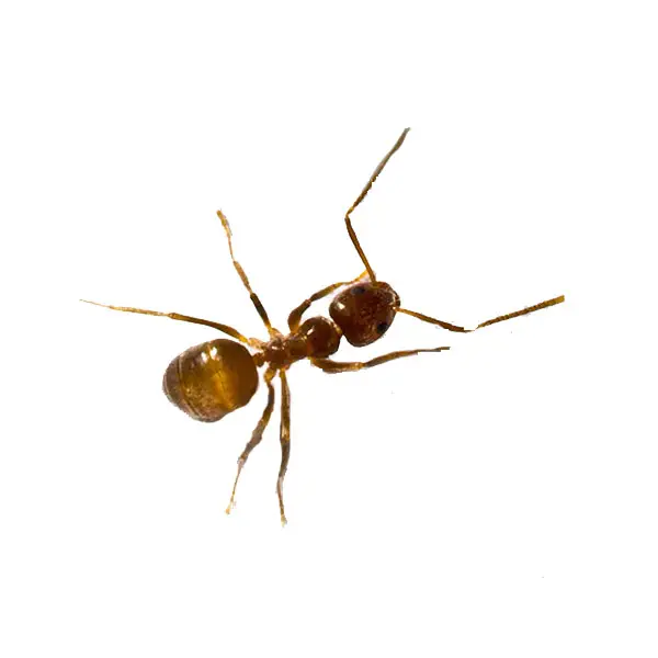 Tawny Crazy Ant on a white background - Keep pests away from your home with Eastern Pest Services in North Jersey
