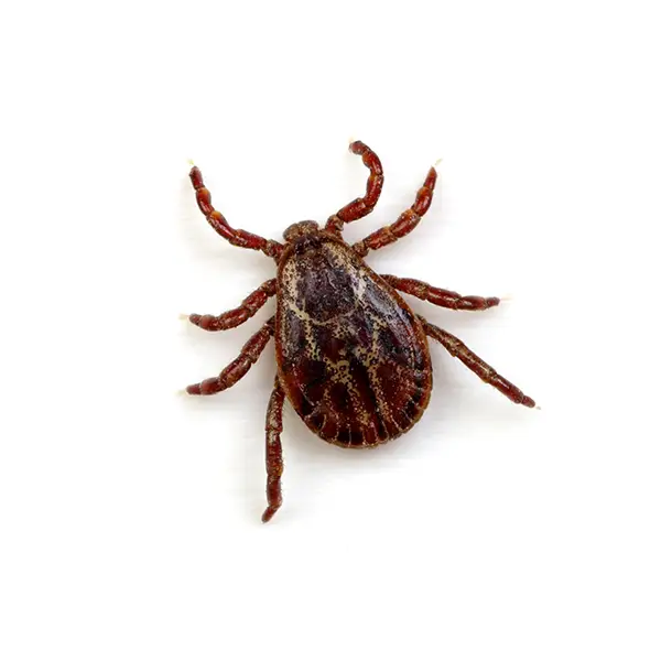 Tick on a white background - Keep pests away from your home with Eastern Pest Services in North Jersey