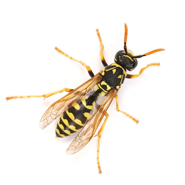 Wasp on a white background - Keep pests away from your home with Eastern Pest Services in North Jersey