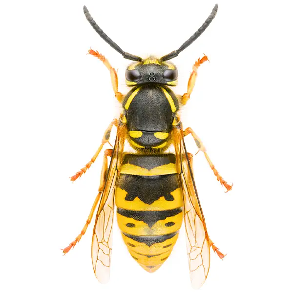 Yellowjacket on a white background - Keep pests away from your home with Eastern Pest Services in North Jersey