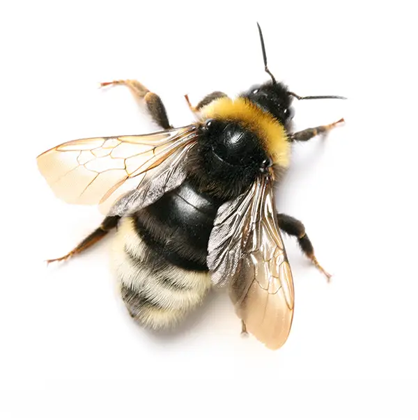 Bumblebee on a white background - Keep pests away from your home with Eastern Pest Services in North Jersey