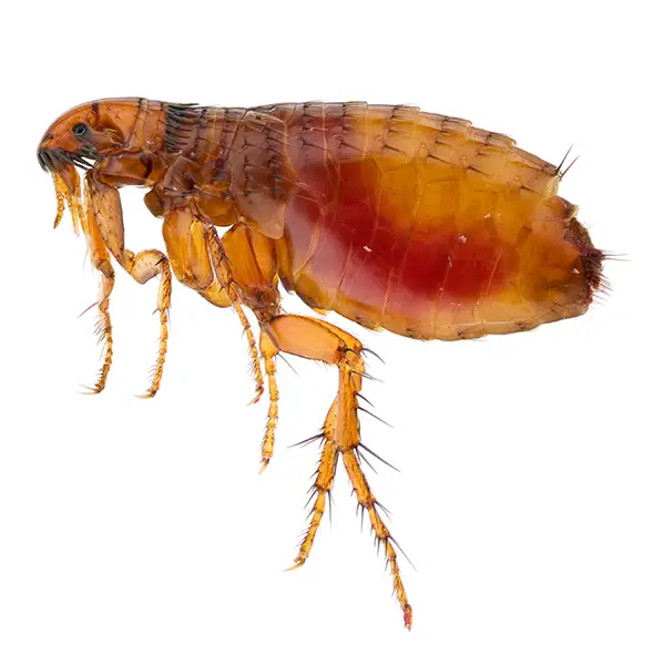 Flea on a white background - Keep pests away from your home with Eastern Pest Services in North Jersey