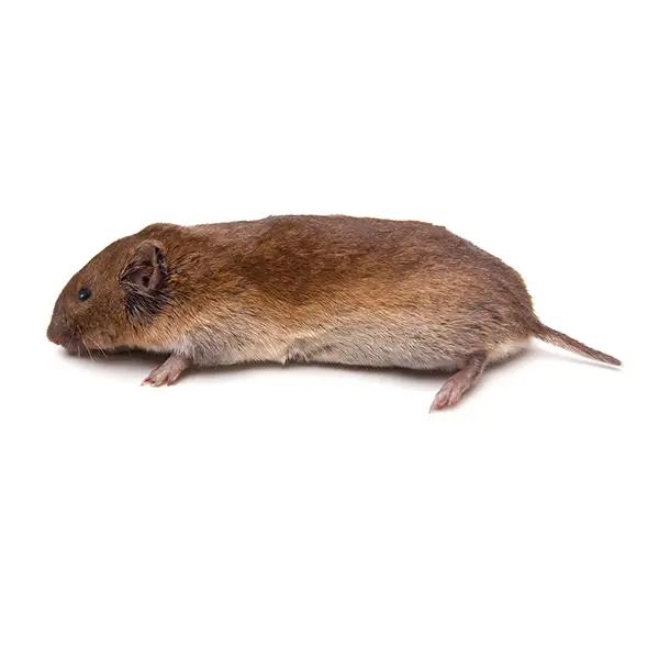 Vole on a white background - Keep pests away from your home with Eastern Pest Services in North Jersey
