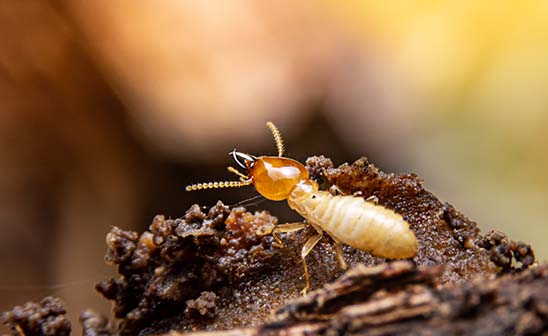 Termite - Eastern Pest Services