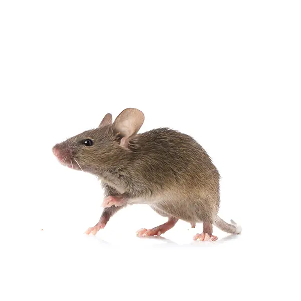 Gray mouse on a white background - Keep pests away from your home with Eastern Pest Services in North Jersey