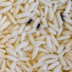 Pantry pest weevils on cereal grains