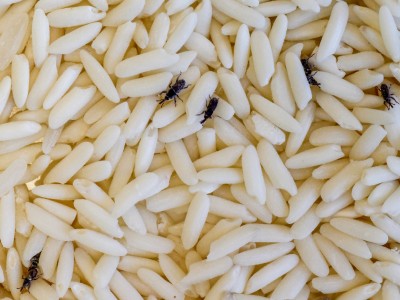Pantry pest weevils on cereal grains