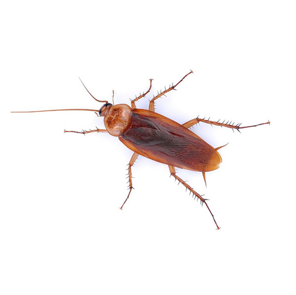 American Cockroach identification in Northern New Jersey |  Eastern Pest Services