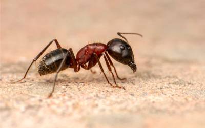 close up of a red ant