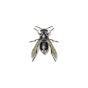 Bald-Faced Hornet identification in Northern New Jersey |  Eastern Pest Services