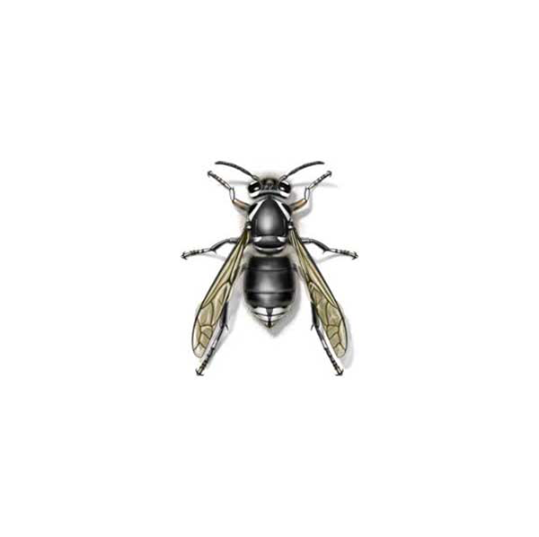 Bald-Faced Hornet identification in Northern New Jersey |  Eastern Pest Services