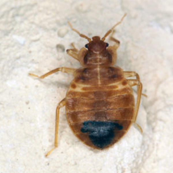 Bed Bug identification in Northern New Jersey |  Eastern Pest Services