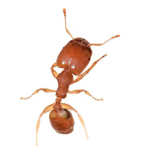 Bigheaded Ant identification in Northern New Jersey |  Eastern Pest Services