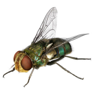 Blow Fly identification in Northern New Jersey |  Eastern Pest Services
