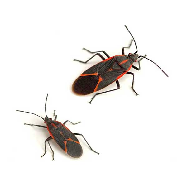 Boxelder Bug identification in Northern New Jersey |  Eastern Pest Services